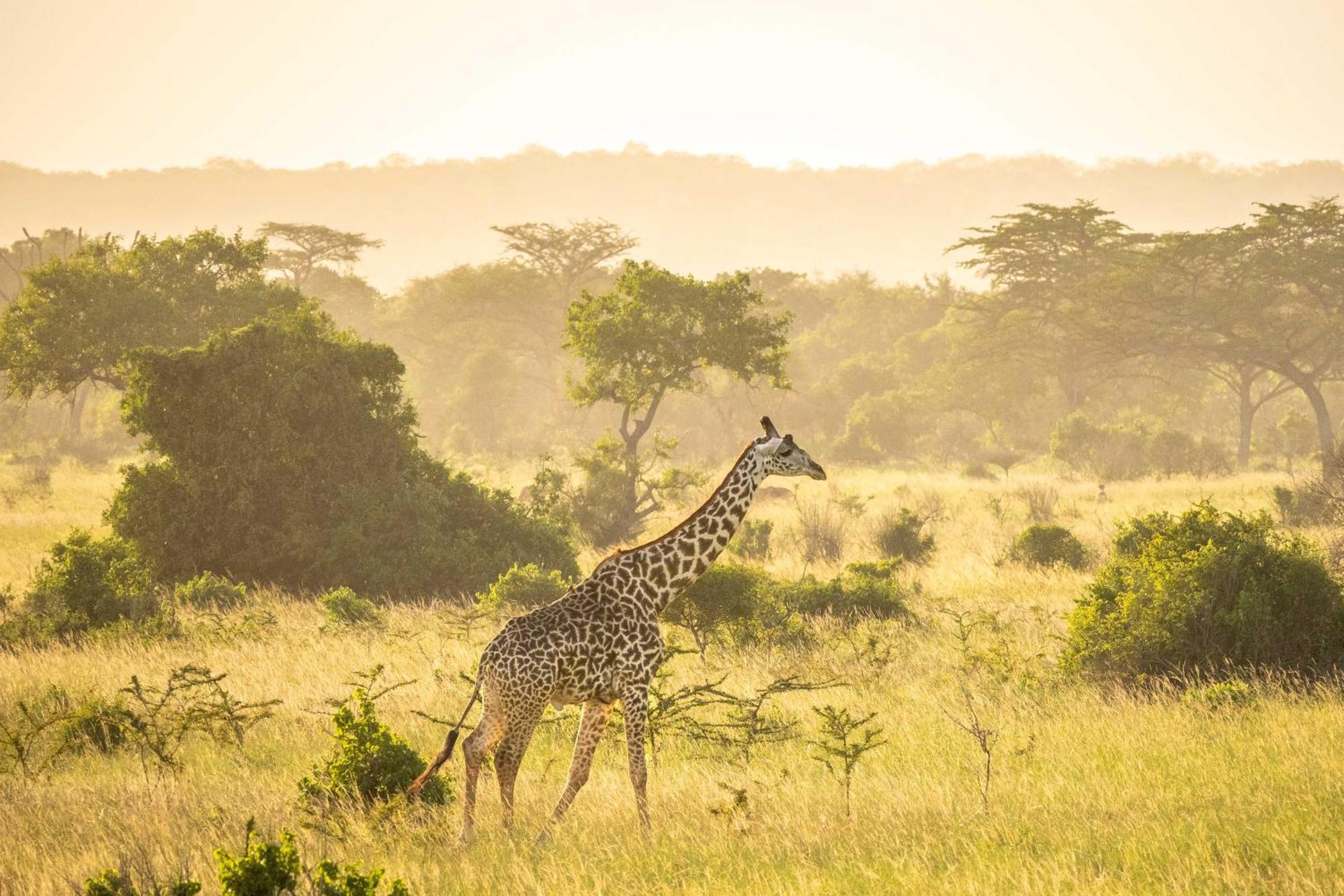 Simply Saadani Camp, A Tent With A View Safaris Mkwaja Esterno foto